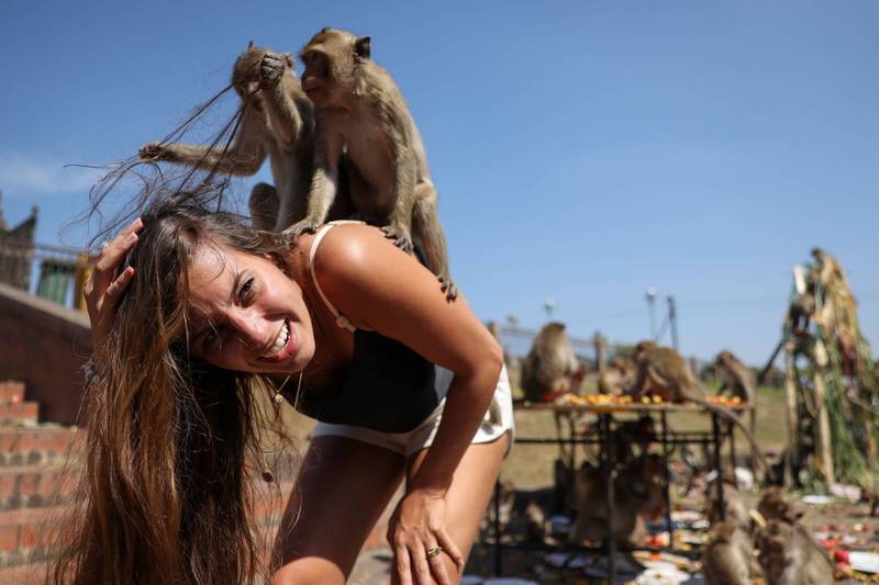 遊客與泰國當地俗稱長尾猴的獼猴零距離互動、餵食。（路透）