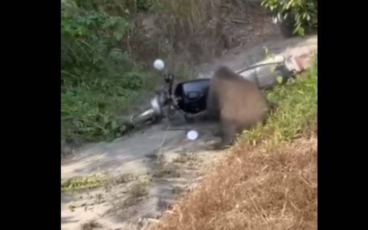 有粉專今日分享野外山豬大戰「野狼」機車影片，只見山豬發了狂不斷衝撞機車。（擷取自台灣新聞記者聯盟資訊平台）