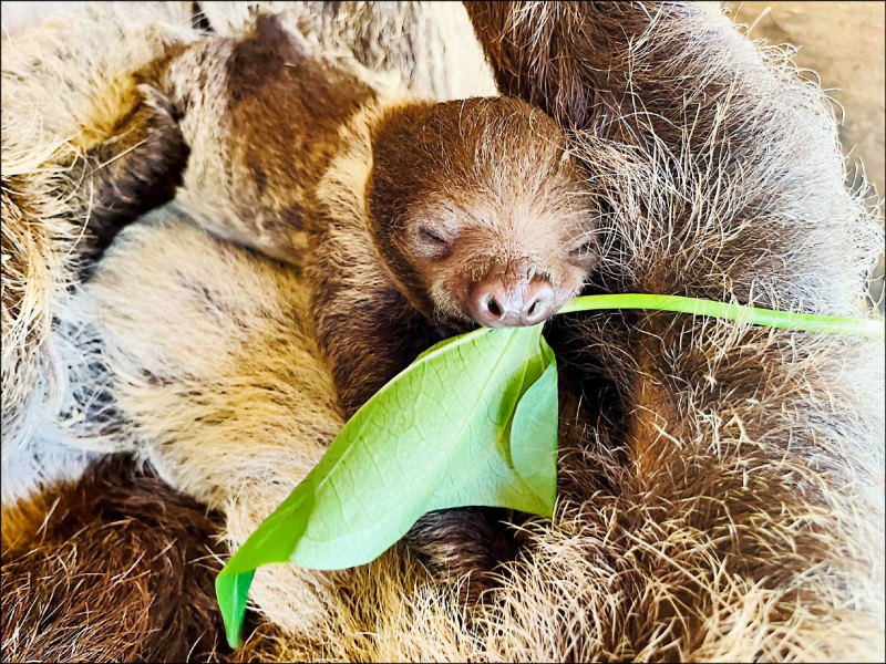 壽山樹獺「寶貝」的寶貝近日滿月，已開始學媽媽吃葉子。（壽山動物園提供）