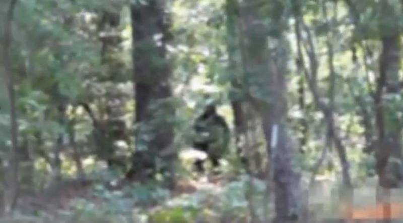 IG一個專門追蹤傳說生物影像的帳號，日前分享一段在美國喬治亞州茂密森林拍下的影片。（擷取自IG 「cryptiduniversity」）