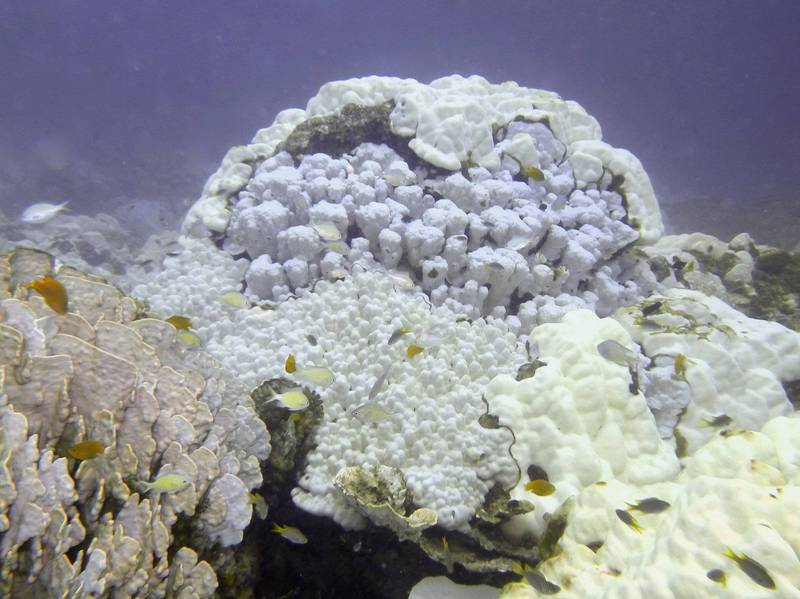 因全球暖化导致海水温度上升，珊瑚白化问题越来越严重。示意图，与此新闻无关。（法新社）(photo:LTN)
