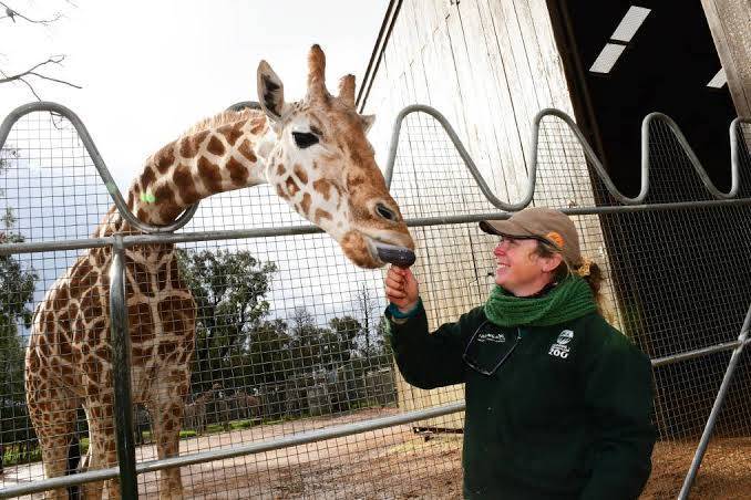 世界上最長壽的圈養長頸鹿穆坦吉則在近日於澳大利亞一家動物園去世，令其飼養員與當地民眾相當不捨。（圖擷取自臉書「Taronga Western Plains Zoo」）