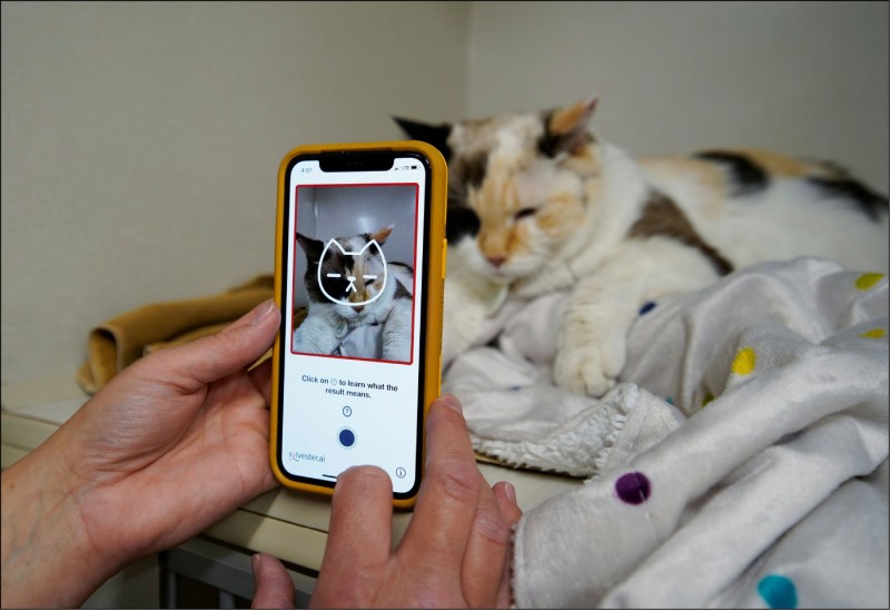 加拿大一家公司開發出可偵測貓咪疼痛與否的手機程式Tably。（路透資料照）
