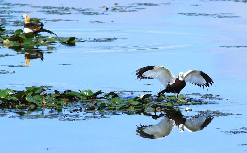 美濃湖水雉棲地吸引水雉棲息、繁殖。（觀光局提供）