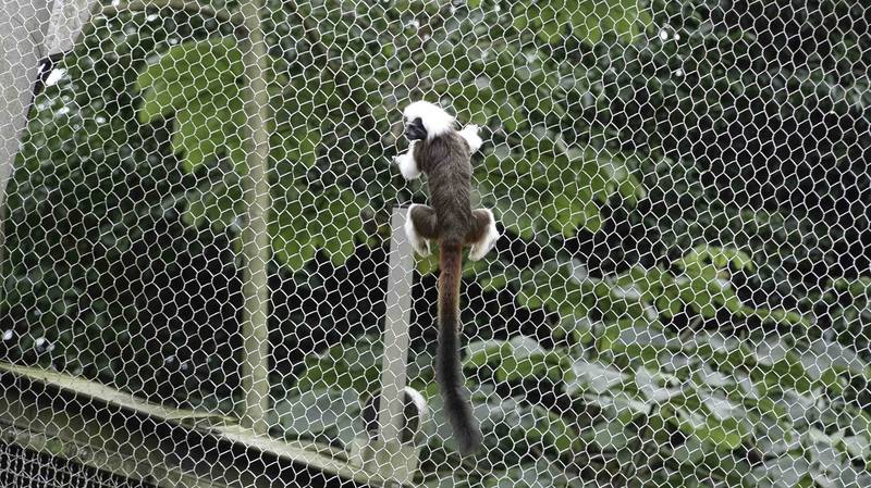 今天下午1時20分左右，台北市立動物園駐警通報有隻棉頭絹猴離開穿山甲館，在館外的網目上。（台北市立動物園提供）