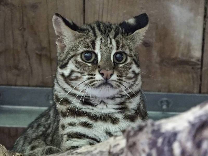 12月12日於貓纜動物園站還設有石虎教育駐站，歡迎民眾到場體驗可愛的石虎濾鏡。（台北市立動物園提供）