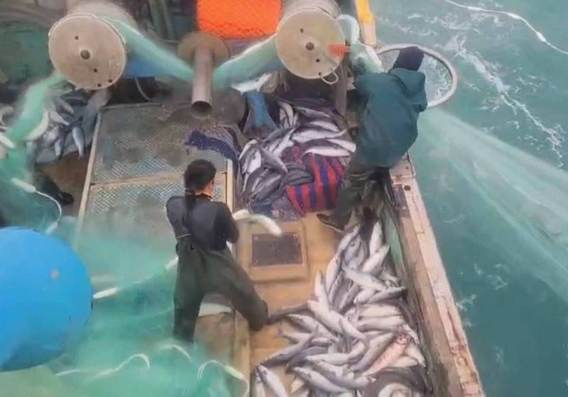 泓泉8號漁船今天在西部外海狂抓6000尾烏魚，船上堆滿活蹦亂跳的烏魚，堪稱大豐收，粗估可進帳150萬元「年終獎金」。 （賴清美提供）