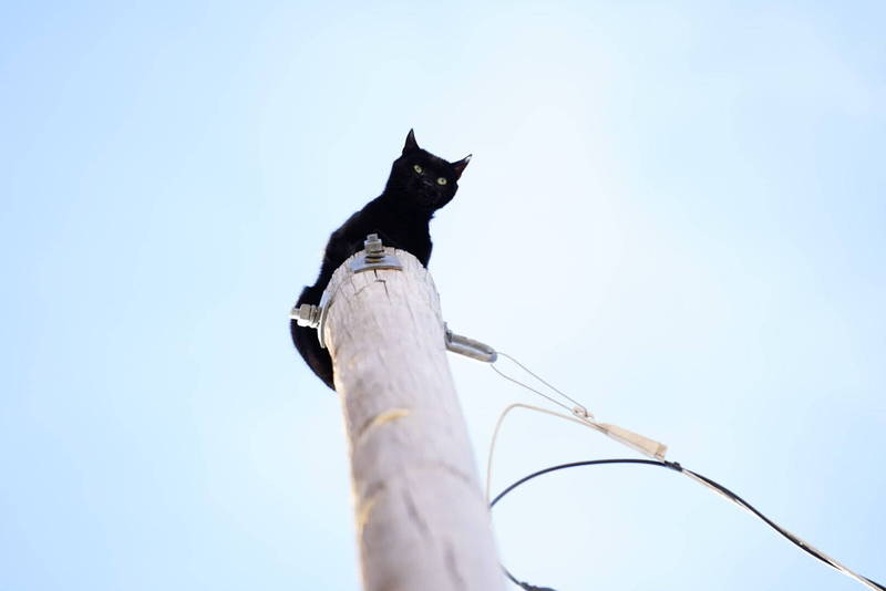 美國科羅拉多州的丹佛都會區（Denver），一隻名叫「黑豹（Panther）」的黑色貓咪失蹤後，被發現待在一根11公尺高的電線桿上，然而當地居民嘗試用食物引誘，仍無法讓這隻黑貓下來。（美聯社）