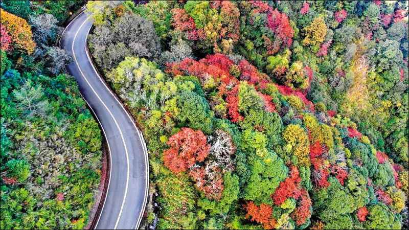 玉山塔塔加楓紅轉色極盛，從空拍視角觀察，繽紛楓紅鑲嵌綠林之中，呈現大自然壯闊的季節變換之美。（圖：玉管處提供）