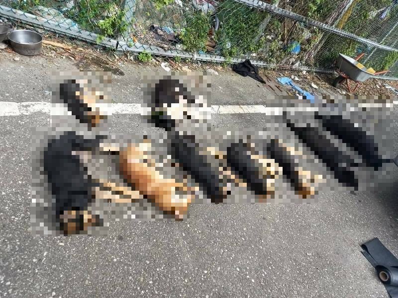花蓮縣新城鄉上週發生9犬死亡、3犬失蹤事件，其中8隻檢出有機磷農藥中毒。（民眾提供）