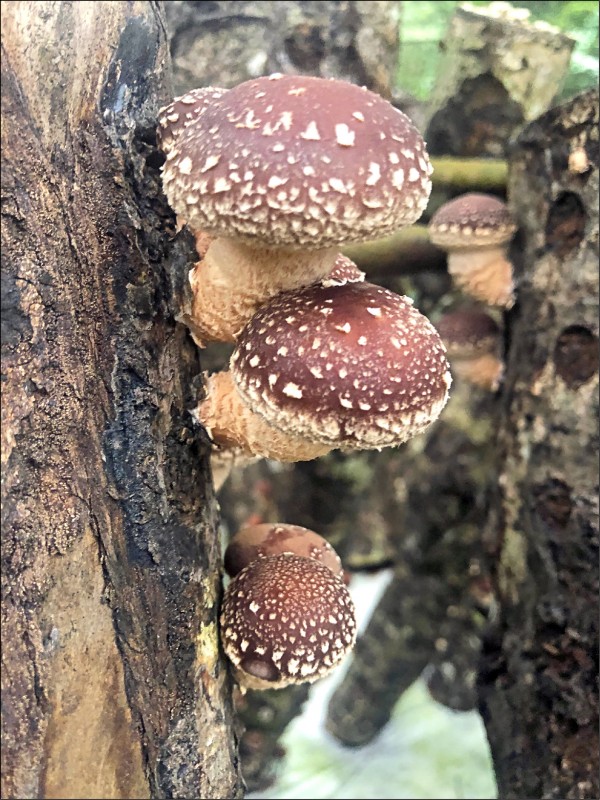 南澳鄉段木香菇是頗具特色的在地農特產品。（羅東林管處提供）