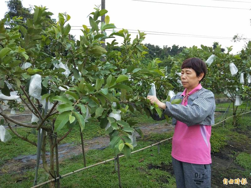 岡山果農林玉秋種植有機帝王芭樂，以酵素、微生物菌、有機肥料為果樹恢復生機。（記者陳文嬋攝）