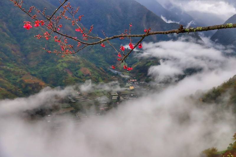 南投信義鄉望高地區出現壯闊雲海，一旁還有櫻花「偷跑」開花，白雲紅花相當搶鏡。（圖由陳才毅提供）