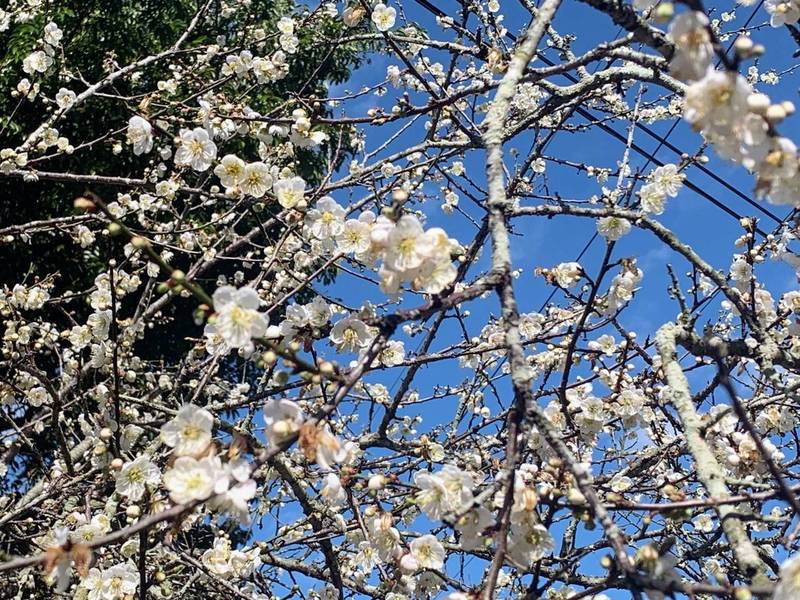 盼到水氣 南投信義梅花綻放元旦花況可期 生活 自由時報電子報