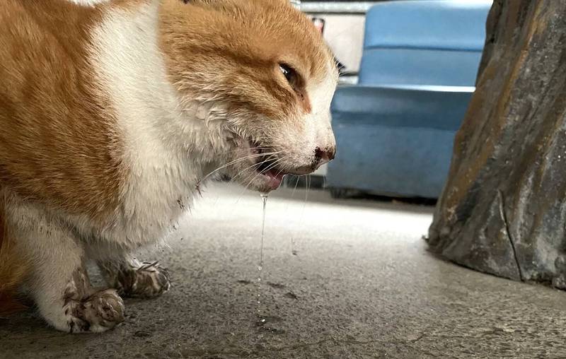 高雄流浪貓疑遭打斷下巴，無法進食。（台灣動物緊急救援小組提供）