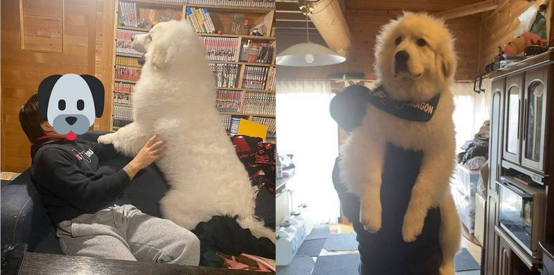 日本网友分享他饲养的大白熊犬，短短几个月已长成一只巨犬，直唿能无法顺利带牠出门散步了。（图取自「@chouchou_the_g」推特）(photo:LTN)