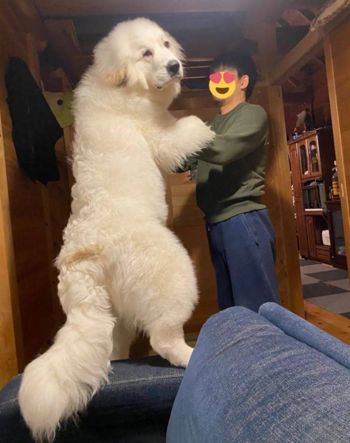 日本网友饲养的大白熊犬「丘丘」站起来时，身形看起来比他还要大只，模样宛如一头北极熊，但其实「丘丘」只有6个月大。（图取自「@chouchou_the_g」推特）(photo:LTN)