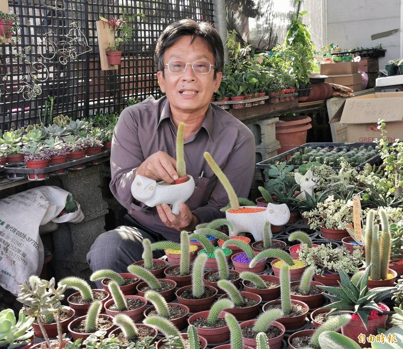 長條狀多肉植物令人好害羞 貓尾巴搭造型花器變趣味盆栽 臺南市 自由時報電子報