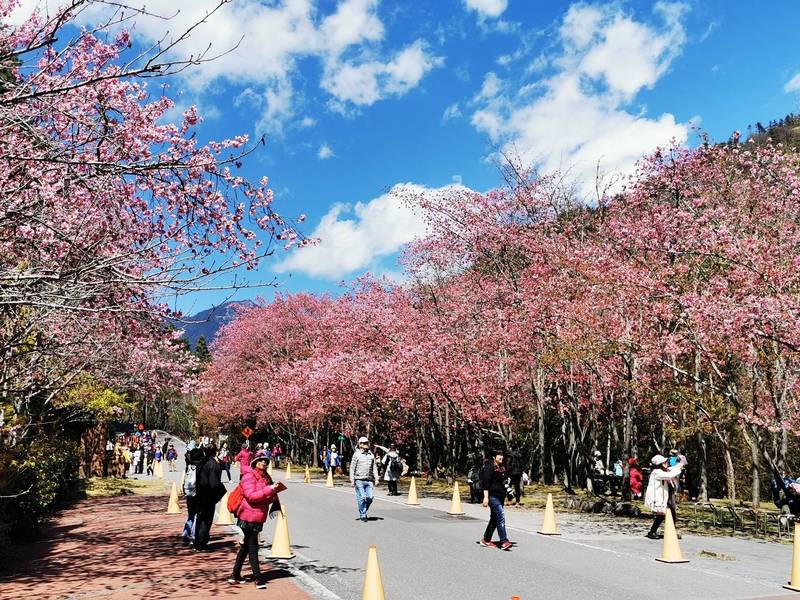 武陵農場賞櫻花交通管制出爐，山友勿假借申請未入住前往賞花。（圖由雪管處提供）