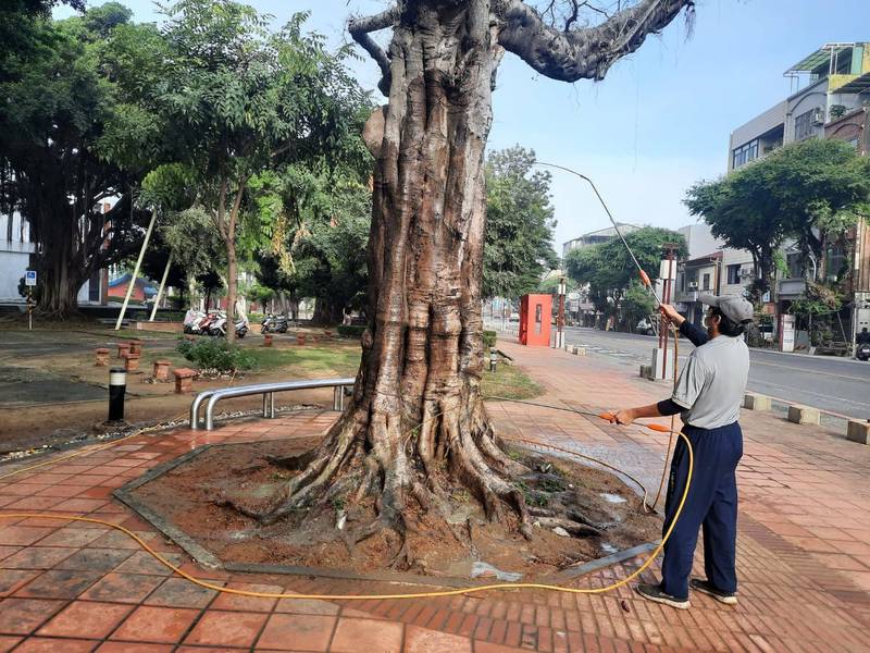 台南市延平郡王祠前一棵老榕樹確認感染褐根病，文化局依照專家建議療程進行施藥搶救中。（圖由台南市文化局提供）