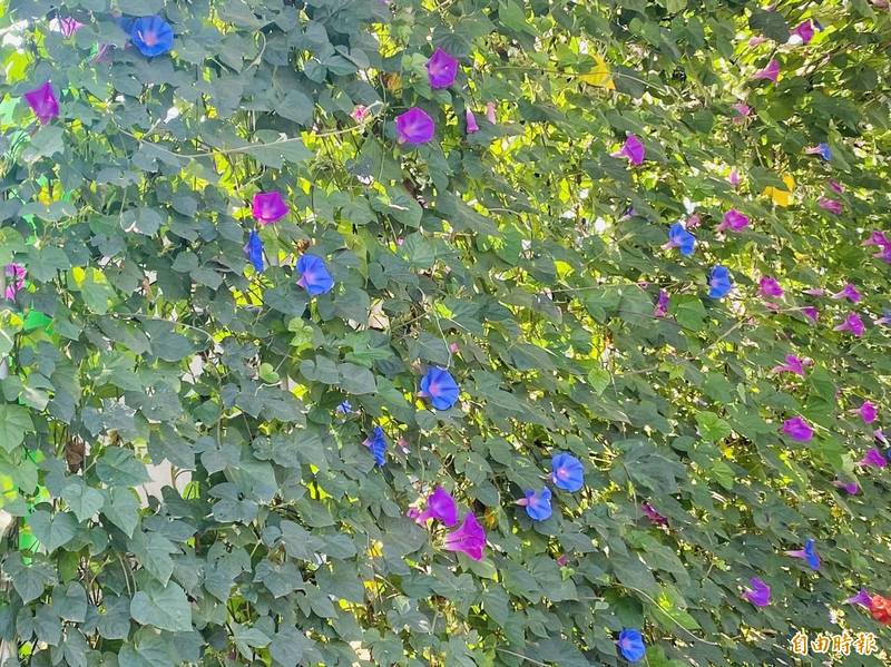 高山茶都在嘉縣牽牛花繽紛隧道亮麗迎賓 生活 自由時報電子報 高山茶都在嘉縣牽牛花繽紛隧道亮麗迎賓 生活 自由時報電子報