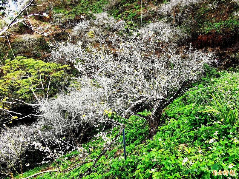 冷氣團助攻， 梅嶺風景區的梅花逐漸盛開。（記者吳俊鋒攝）