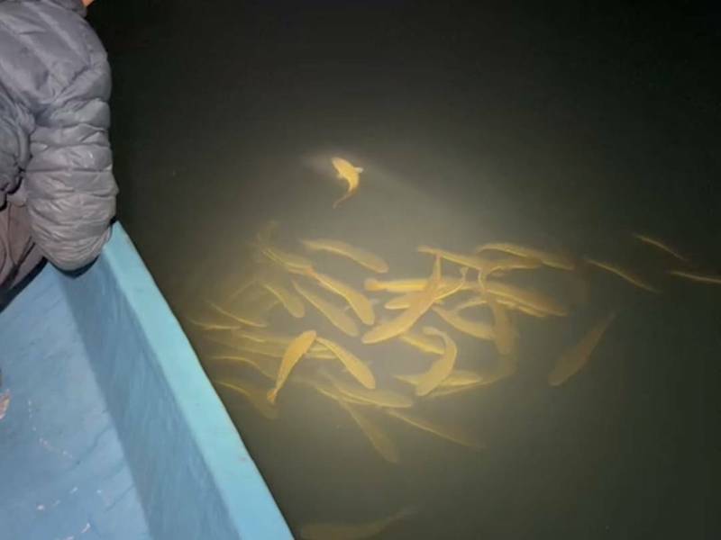 日月潭近期有釣客在夜釣時，竟發現魚虎集體出沒活動、換氣，盼南投縣政府加強電撈與成魚捕捉，避免魚虎繁衍威脅潭區生態。（日月潭一等高提供）