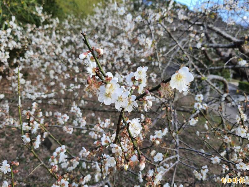 清華大學梅園的梅花正盛開、梅花撲鼻香、已吸引不少人前往賞梅，校方也提醒民眾可把握兩週賞梅黃金期。（記者洪美秀攝）