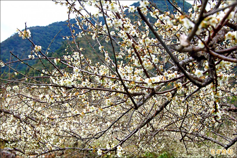 南橫新武部落梅花盛開，海端鄉公所將辦野趣市集。（記者黃明堂攝）