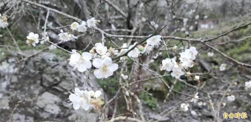 六龜山區梅花盛開。（記者黃旭磊攝）