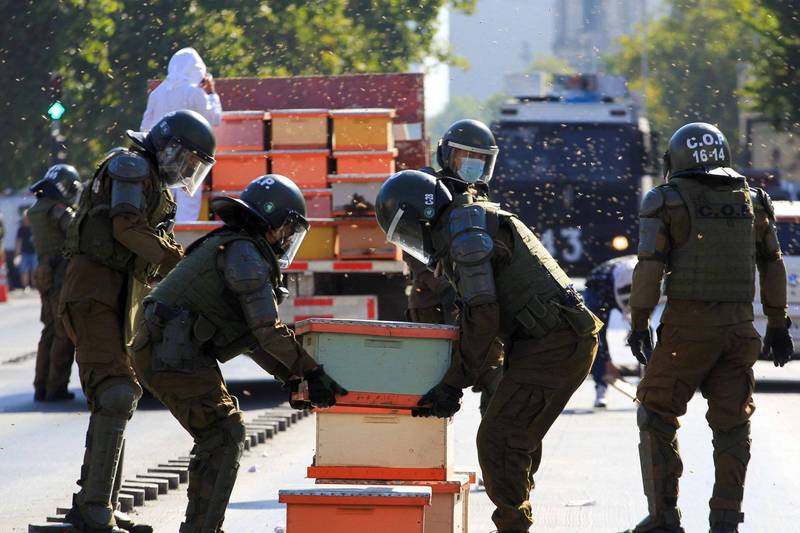 智利養蜂人在總統府前擺出60個蜂箱示威，估計約有1萬隻蜜蜂，導致7名警察被螫傷。（路透）