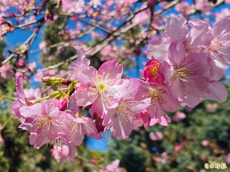 來嘉賞櫻 阿里山公路山櫻盛開太和樟樹湖櫻穀王迎賓 生活 自由時報電子報 來嘉賞櫻 阿里山公路山櫻盛開太和樟樹湖櫻穀王迎賓 生活 自由時報電子報