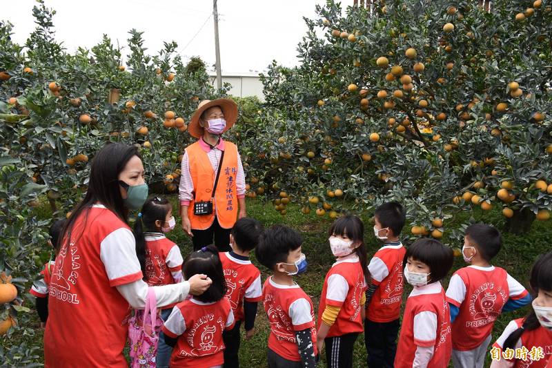 斗六茂谷柑紅了 千名幼兒園學童進果園探索 - 生活 - 自由時報電子報