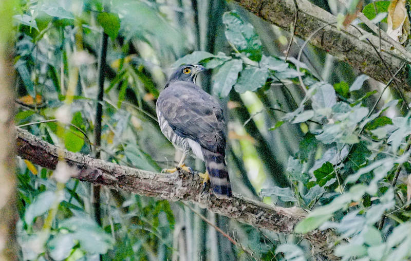 春日鄉被目擊鳳頭蒼鷹。（圖由張仁吉提供）