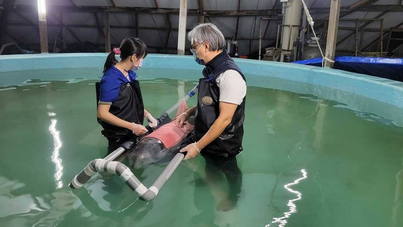 成大海洋生物暨鯨豚研究中心團隊在台南市台江鯨豚搶救中心搶救花紋海豚,但仍於今凌晨不幸死亡。(成大鯨豚研究中心提供) 成大海洋生物暨鯨豚研究中心團隊在台南市台江鯨豚搶救中心搶救花紋海豚,但仍於今凌晨不幸死亡。(成大鯨豚研究中心提供)
