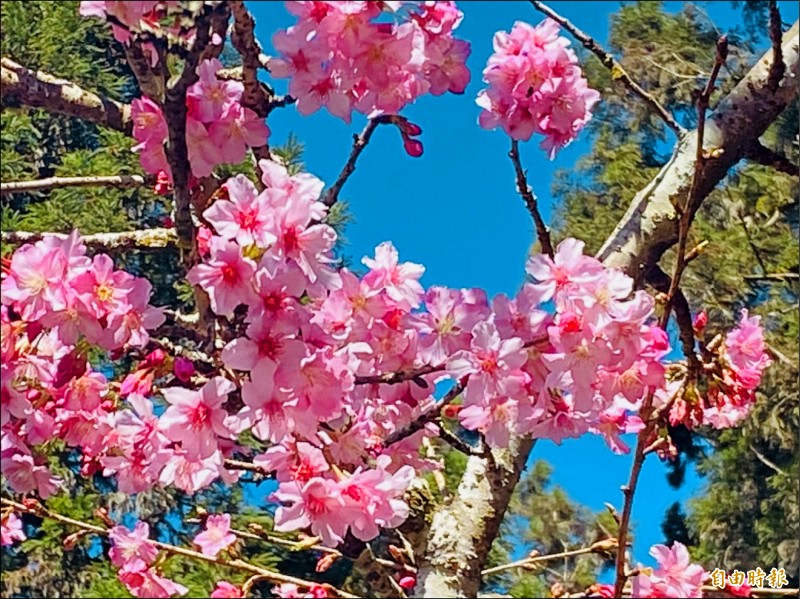 嘉義縣奮起湖中和國小附近的河津櫻盛開，花況正佳。（記者蔡宗勳攝）