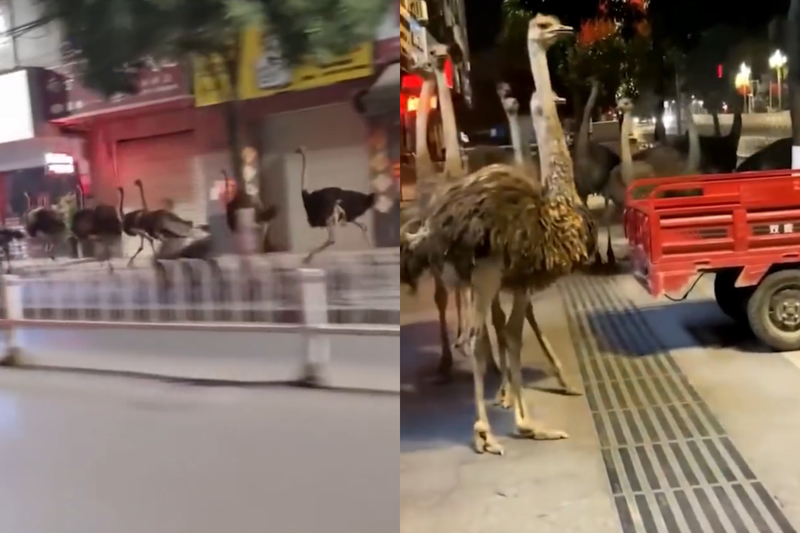 中國廣西崇左7日深夜出現數十隻鴕鳥在市區穿越大街小巷、自由奔跑的奇景。(翻攝自微博) 中國廣西崇左7日深夜出現數十隻鴕鳥在市區穿越大街小巷、自由奔跑的奇景。(翻攝自微博)