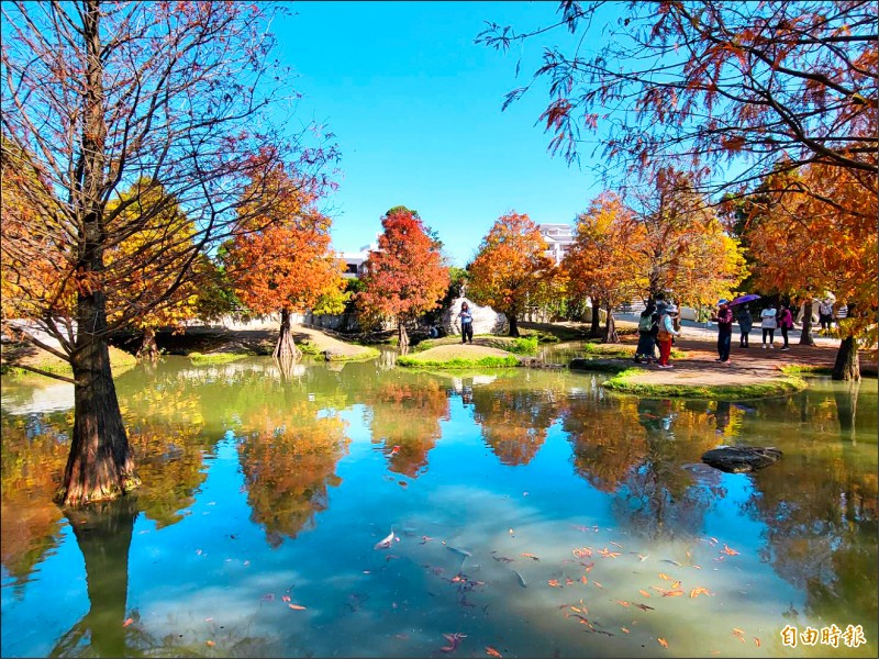 虎尾青浦落羽松轉紅了！特殊的田園景觀，水裡倒影映照著藍天白雲，怎麼拍都美。（記者鄭旭凱攝）