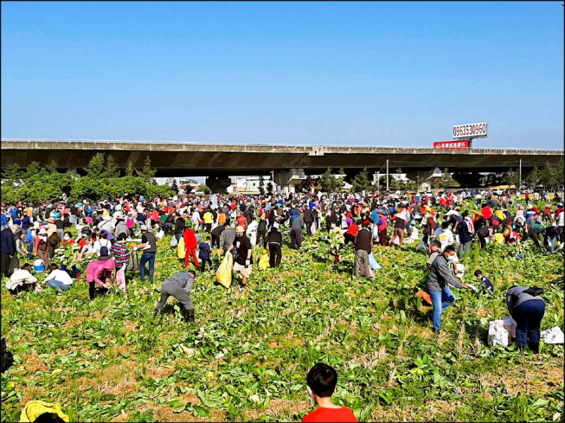 民眾拿著帆布袋裝滿親手拔起的大蘿蔔。（嘉興村長李進源提供）