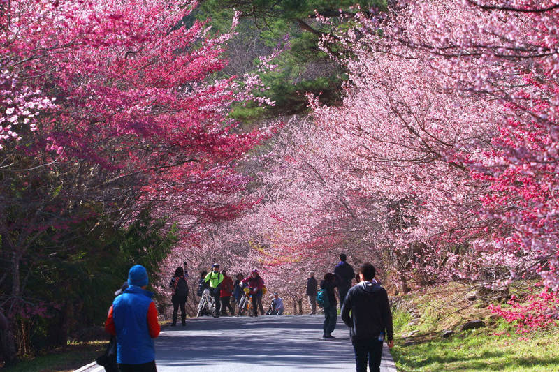 武陵農場櫻花季將於2月登場， 雄獅旅遊宣布推出春季賞櫻花行程優惠。（雄獅旅遊提供）