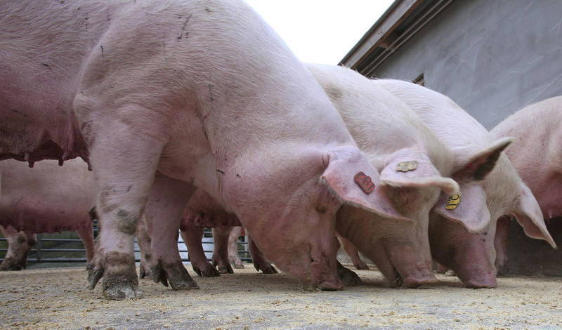 泰國畜牧發展廳今天公告，該廳在鄰近曼谷的佛統府屠宰場內檢驗出非洲豬瘟（ASF）病毒陽性，該廳將把相關疫情通報世界動物衛生組織。這是泰國官方承認的首例非洲豬瘟案例。豬隻示意圖。（法新社資料照）