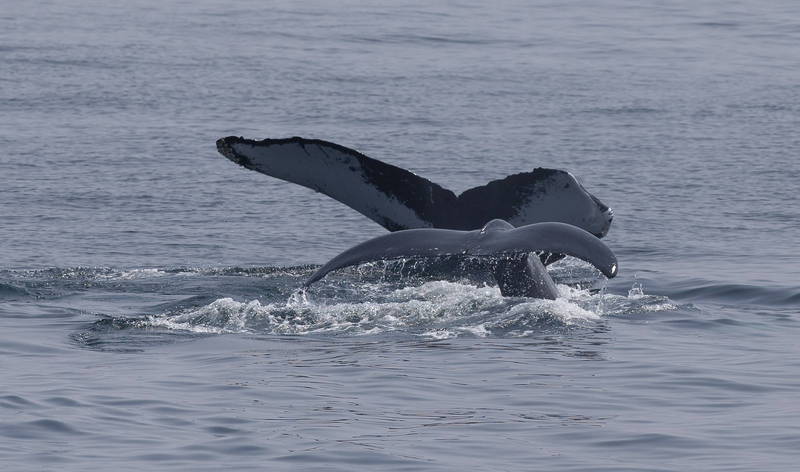 美國夏威夷歐胡島一對年輕情侶前往茉莉亞島觀光時，意外在潛水途中，遇到一隻2週大的「大翅鯨。」（（資料照，歐新社）