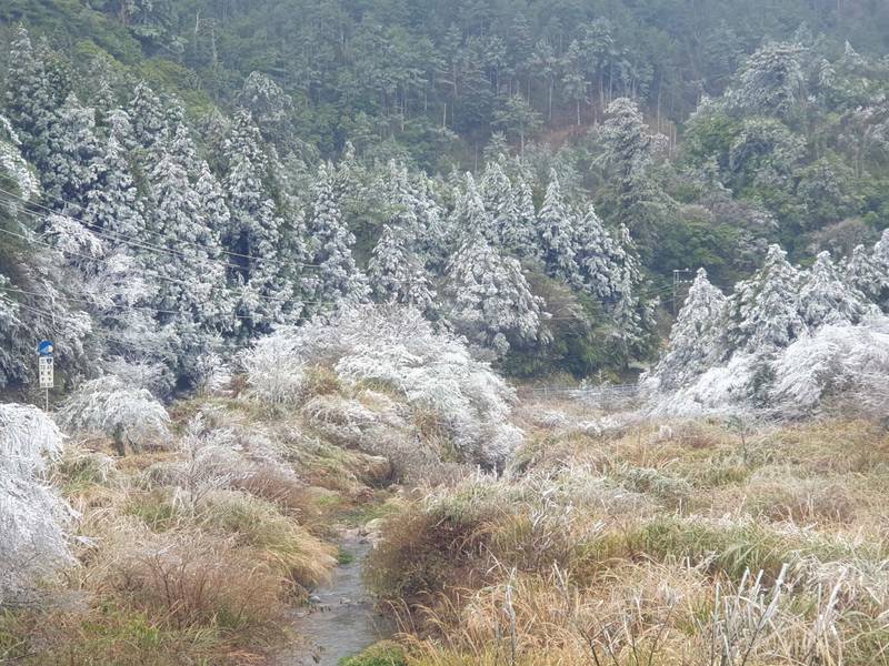 鄰近武陵農場的舊思源派出所（約台7甲46公里附近）出現美麗的霧淞景觀，宛如北國雪景。（胡發韜提供）