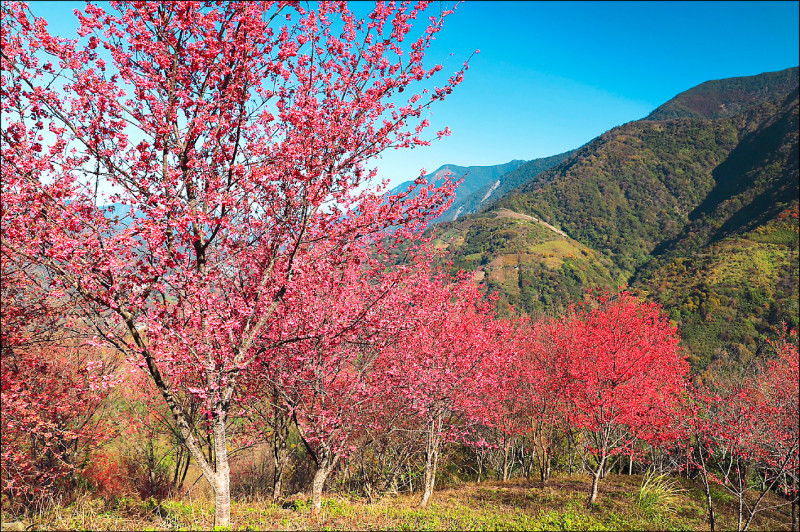 南投信義鄉櫻花提早開花，望高地區山櫻花綻放5、6成，搭配綠色山巒景致相當美麗。（陳才毅提供）