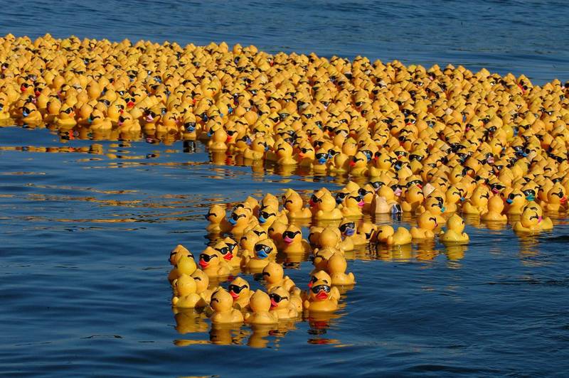 2006年，愛爾蘭社福組織發起「黃色小鴨」挑戰，在當地河流放入15萬隻鴨子，最快游過一定距離獲勝的鴨子，主人能免費到美國旅行。（資料照，歐新社）
