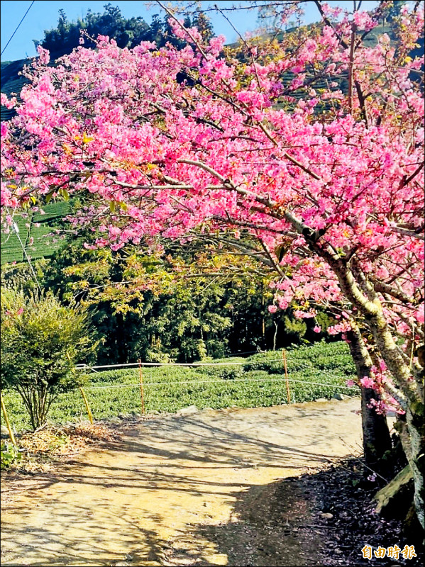 樟樹湖茶園櫻花值得尋幽訪勝。（記者蔡宗勳攝）