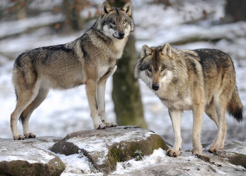 北欧三国狼太多！芬兰近日宣布，将加入瑞典、挪威「除狼」行列，希望能够控制其族群数量，维持生态平衡，但也引起动保团体不满告上欧盟。欧洲灰狼示意图。（法新社）(photo:LTN)