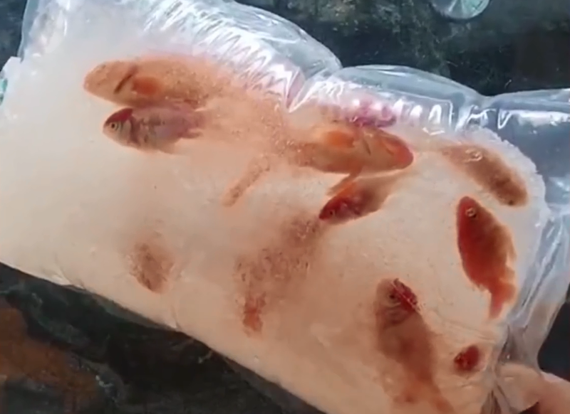 中國1名女子網購寵物金魚，水袋與金魚卻因氣溫過低結成「冰塊」。（圖擷取自微博）