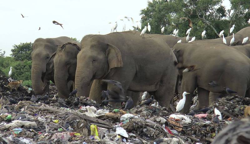 斯里兰卡东部的露天垃圾掩埋场，近来传出有2头大象误食塑胶死亡。（美联社）(photo:LTN)