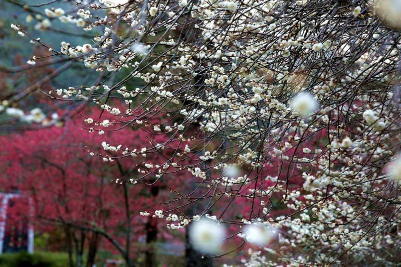 武陵農場梅花與山櫻花開，形成白梅與紅櫻相輝映的美景。（武陵農場提供）